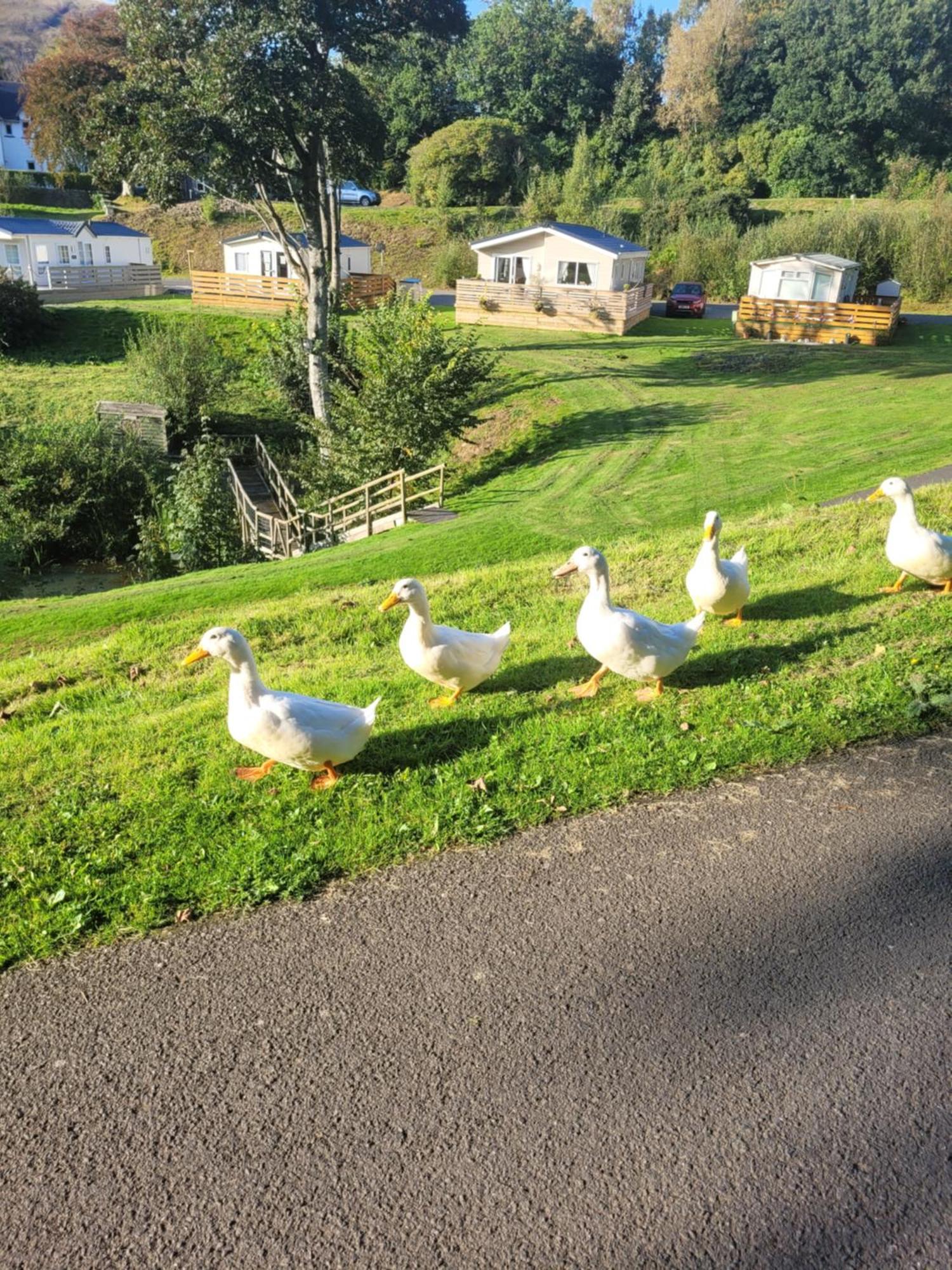 The Sunny Bunny Holiday Home Ballantrae Экстерьер фото